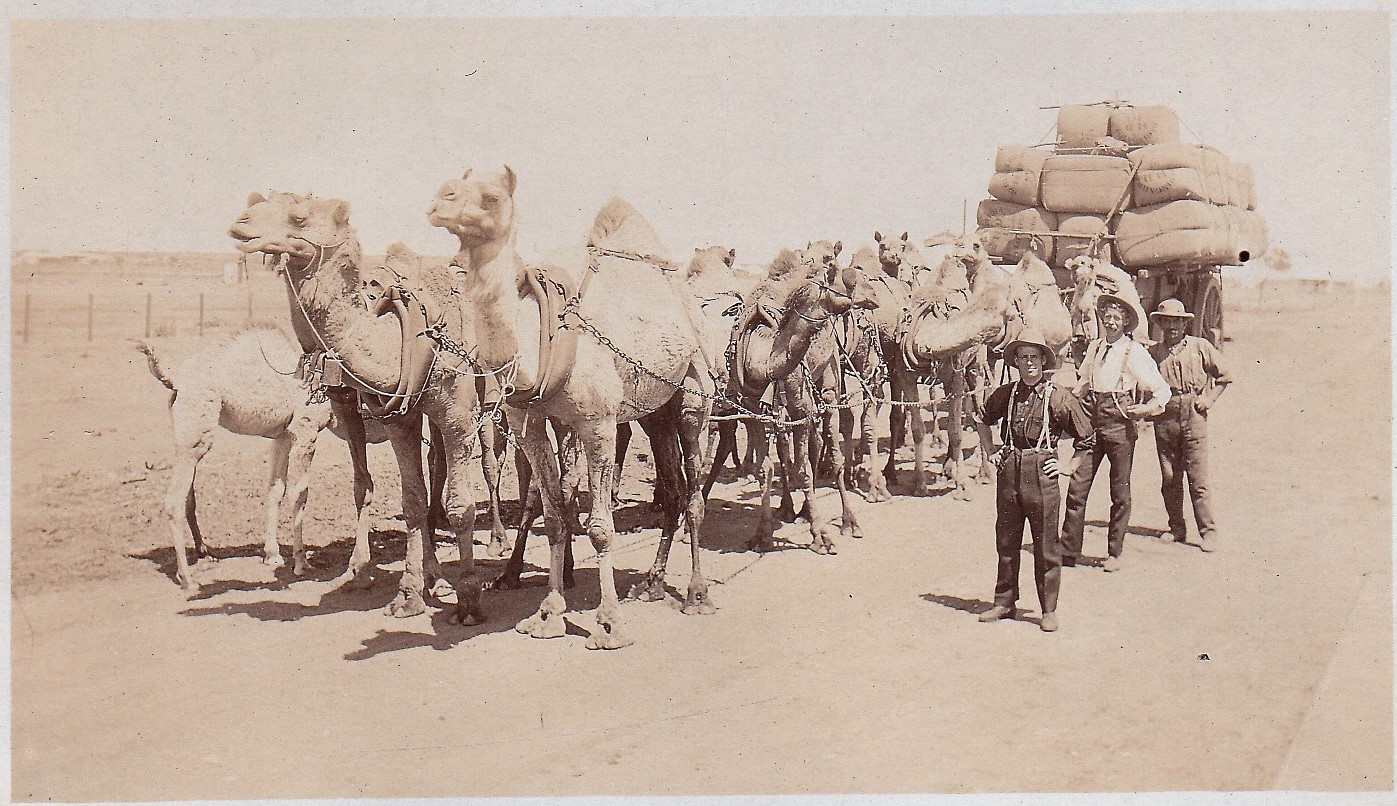Historic camel team in the Cue district