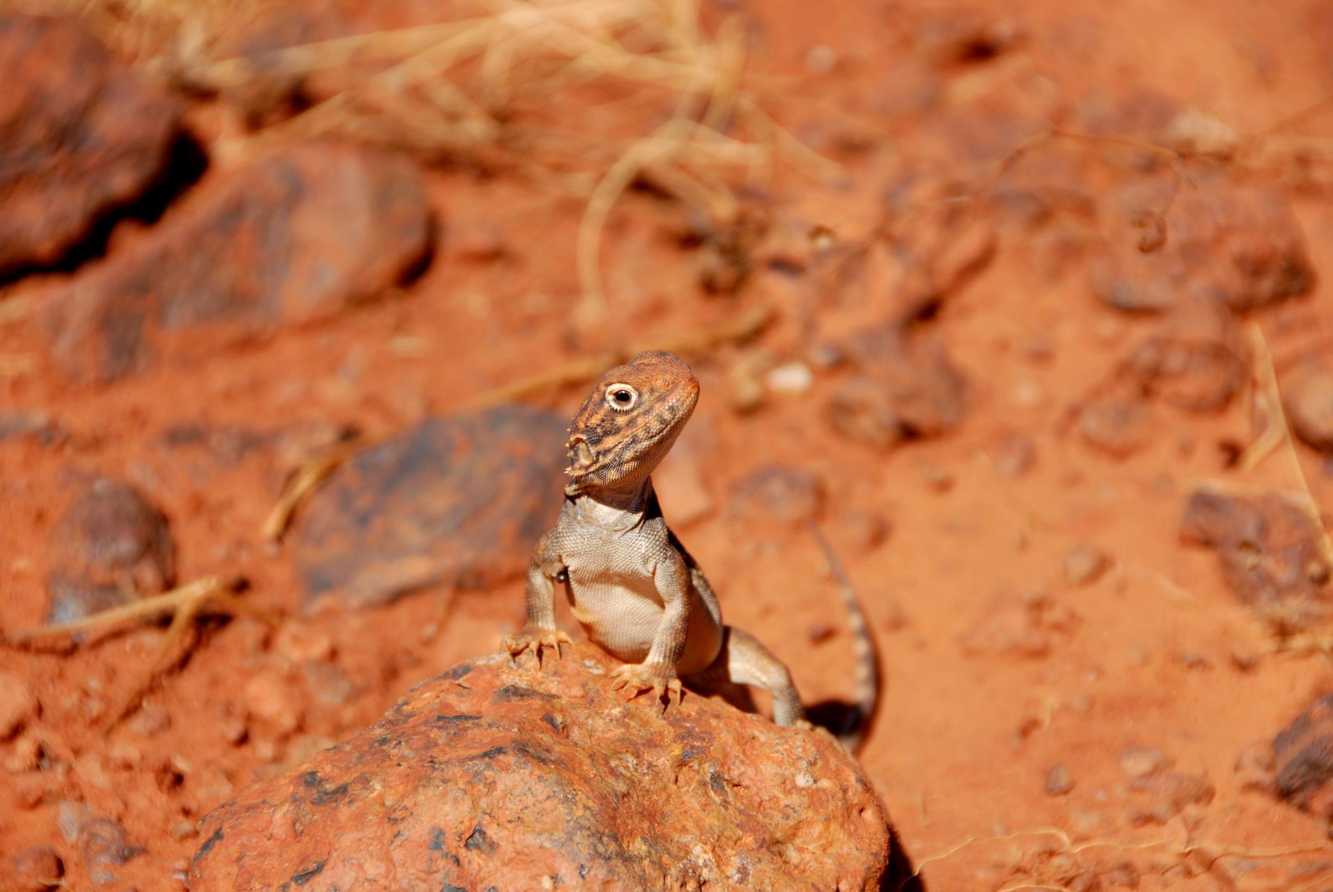 Lizard in the red Murchison landscape near Cue