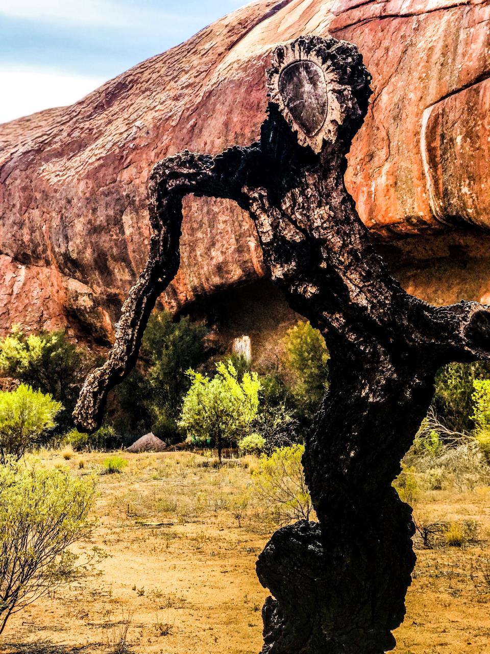 Ancient tree and granite landscape at Walga Rock near Cue
